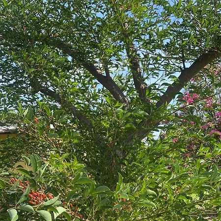 Alojamento de Acomodação e Pequeno-almoço Agrib&b Lemontree Garde'n Syracuse