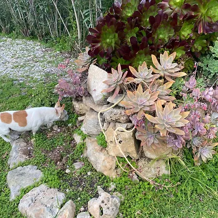 Alojamento de Acomodação e Pequeno-almoço Agrib&b Lemontree Garde'n