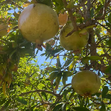 Agrib&b Lemontree Garde'n Alojamento de Acomodação e Pequeno-almoço Syracuse