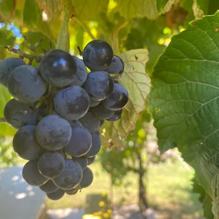 Bed & Breakfast Agrib&b Lemontree Garde'n Syracuse
