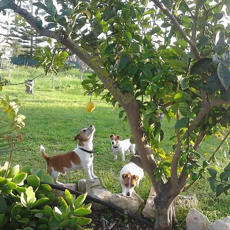Alojamento de Acomodação e Pequeno-almoço Agrib&b Lemontree Garde'n